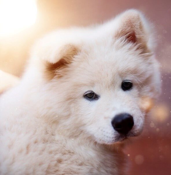 samoyed