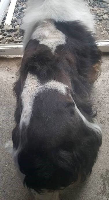 picture showing patchy regrowth on a spaniel
