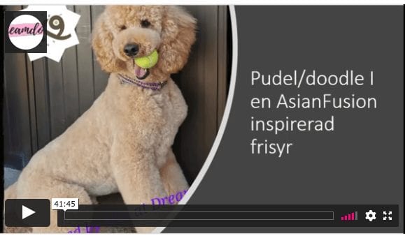 2 olika pudel frisyrer
