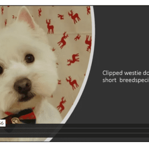 Breed standard styling of westie and foxterrier ( clipped-not handstripped)