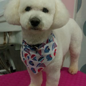 2 different pet bichon trims