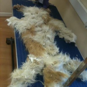 Dealing with badly matted dogs