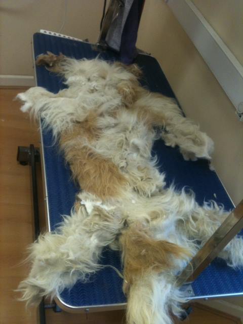 Dealing with badly matted dogs