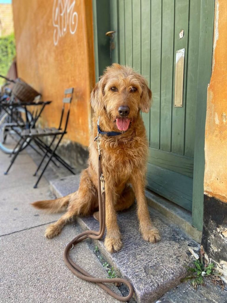 dog sitting by the door