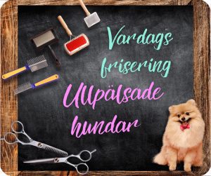 🇸🇪 Ullpälsade hundar