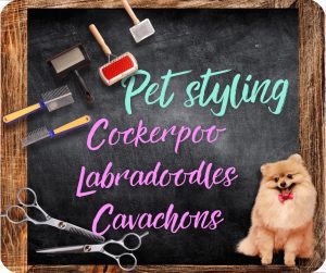 ๐ฌ๐ง Cockerpoo/Doodle/cavachon styling