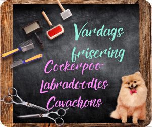 🇸🇪 Cockerpoo/Doodle/Cavachon frisyrer