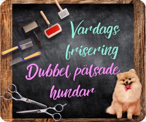 🇸🇪 Vardags frisering av s.k Dubbel pälsade raser