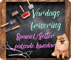 🇸🇪 Spaniel/Setter pälsade hundar