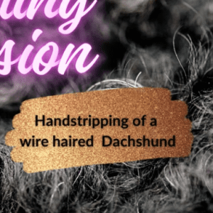 Handstripping of wirehaired dachshund