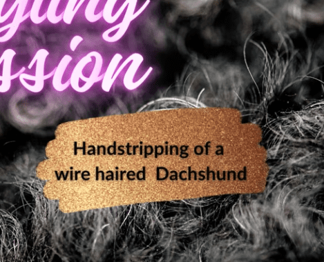 Handstripping of wirehaired dachshund